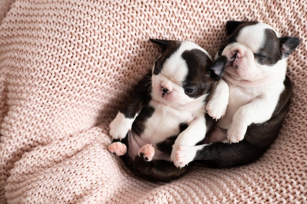 Süße Boston Terrier Welpen schlafen auf einer rosa gestrickten Decke Wunderbare Haustiere Zarte Emotion Hund Hochwertiges Foto