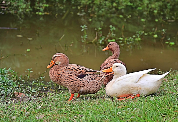 Foto süße ente im freien