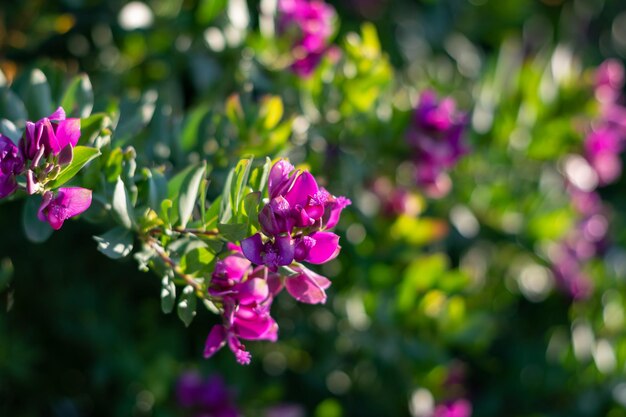 Foto süße erbsenstrauch oder polygala fruticosa südafrikanische lila asymmetrische blüten kleiner schmetterling