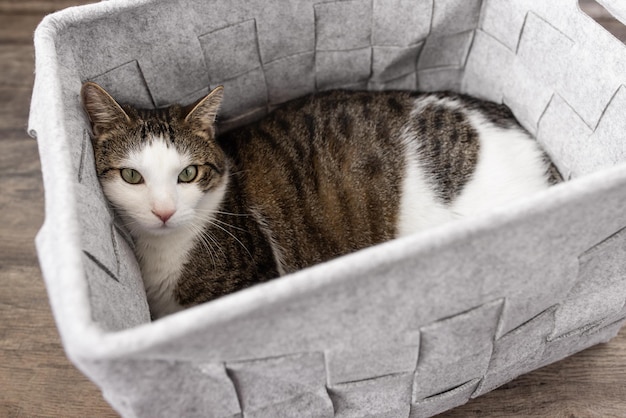 Süße fette Hauskatze, die im Herbst oder Winter in einem gemütlichen grauen Filz-Aufbewahrungskorb schläft