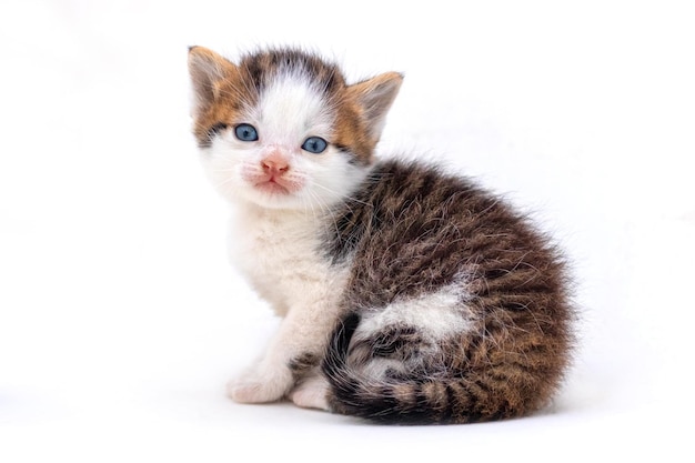 Süße flauschige Kätzchen auf weißem, isoliertem Hintergrund Magische Katze