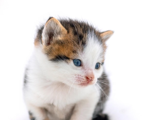 Süße flauschige Kätzchen auf weißem, isoliertem Hintergrund Magische Katze