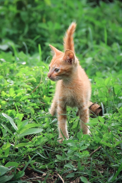 Süße flauschige Katze in Nahaufnahme