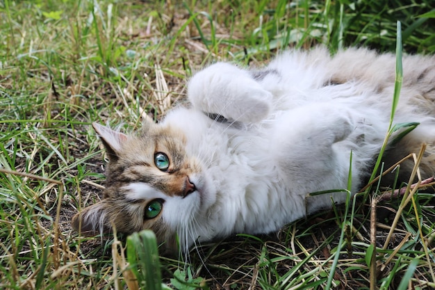 Süße flauschige Katze mit grünen Augen, die auf Gras liegen Die Katze sonnt sich in der Sonne