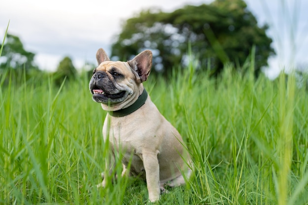 Süße französische Bulldogge, die im Sommer auf der Wiese sitzt.