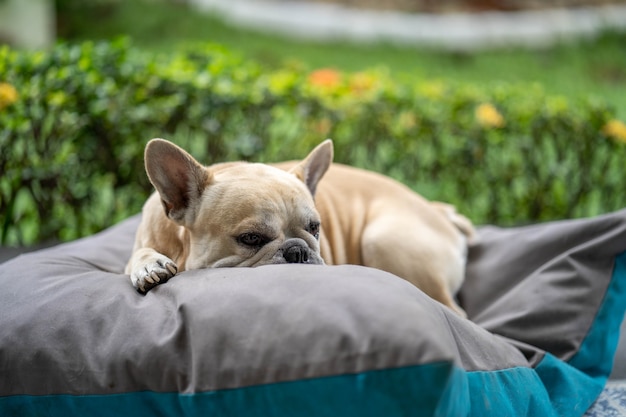 Süße französische Bulldogge schläft auf der Matte auf dem Balkon