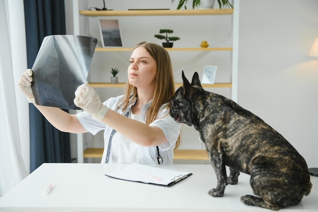 Süße französische Bulldogge züchten bei einem Termin beim Tierarzt