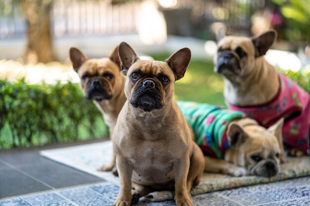 Süße französische Bulldoggen, die morgens in die Kamera schauen