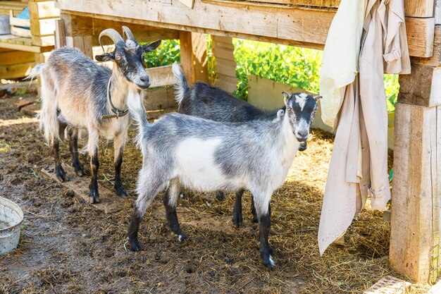 Süße Freiland-Ziegen auf biologischer, natürlicher Öko-Tierfarm, die im Hof auf Ranch-Hintergrund frei weiden ...