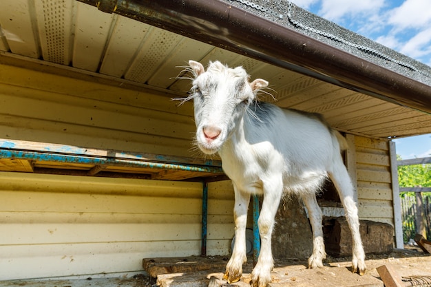 Süße freiland-ziegen auf biologischer, natürlicher öko-tierfarm, die im hof auf ranch-hintergrund frei weiden ...