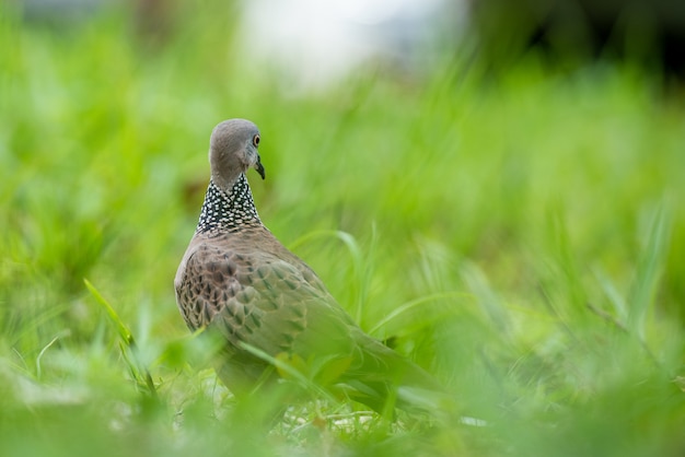 Foto süße gefleckte taube oder spilopelia chinensis oder perlhalsige entspannung