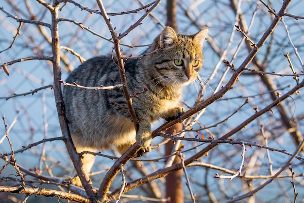 Süße gestreifte Katze auf einem Baum bei sonnigem Wetter