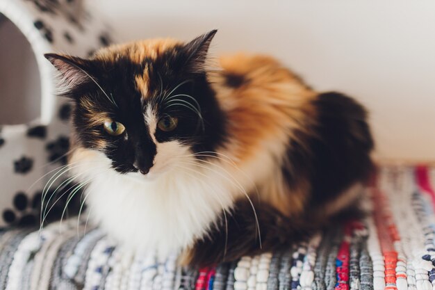 Süße goldene Katze, die auf der Couch liegt und wegschaut.