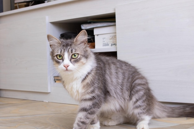 Süße graue flauschige Katze Nahaufnahme Porträt