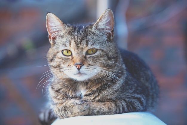 Süße graue Katze, die im Sommer draußen im Hof sitzt