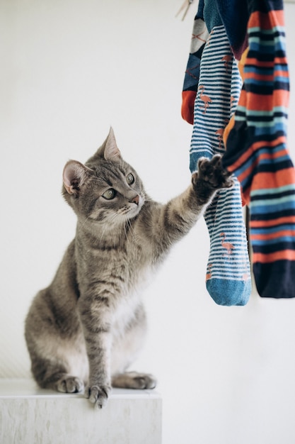 Süße graue Katze, die mit bunten Socken spielt, lustiges Gesicht