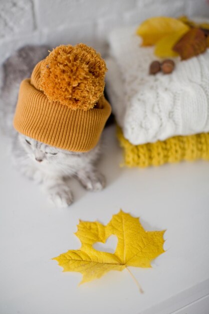 Süße graue Katze in orangefarbener Strickmütze, die in der Nähe von Pullovern sitzt, Herbstblumen und Blätter