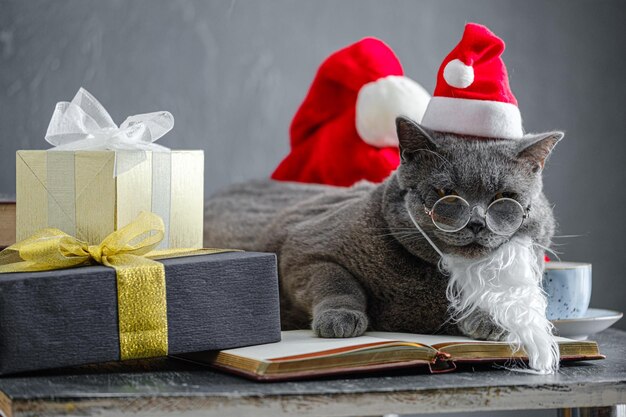 Süße Hauskatze britische Katze mit Weihnachtsmütze in roter Schleife Geschenkbox auf weißem Hintergrund