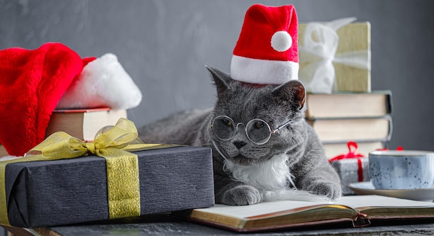 Süße Hauskatze britische Katze mit Weihnachtsmütze in roter Schleife Geschenkbox auf weißem Hintergrund