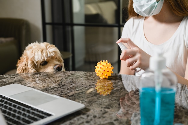 Süße Hund beobachten junge Frauen in medizinischer Maske Desinfektionsspray auf Gummiball in der Nähe des Schreibtisches mit Laptop, Familienleben während der Isolationszeit
