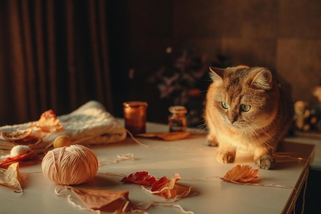 Süße Ingwer-Hauskatze sitzt in einem Raum auf einem Tisch in warmen Farben