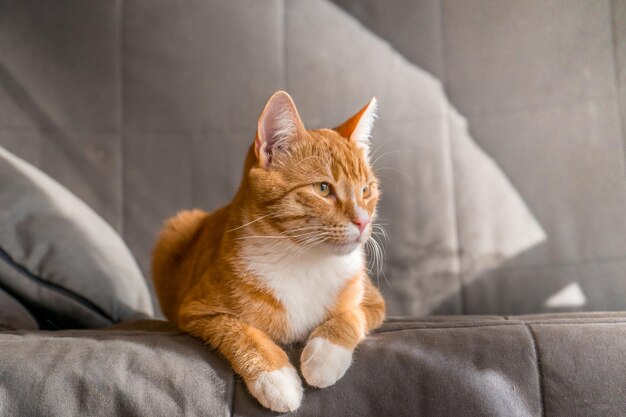 Süße Ingwer-Tabby-Katze, die auf dem Sofa im Schlafzimmer liegt, Nahaufnahme Foto in hoher Qualität