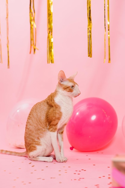 Süße Ingwerkatze Cornish Rex zum Geburtstag mit Luftballons und einem Geschenk auf rosa Hintergrund