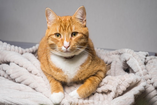 Süße Ingwerkatze, die im Bett unter einer Decke liegt. Flauschiges Haustier, das sich bequem zum Schlafen niedergelassen hat.