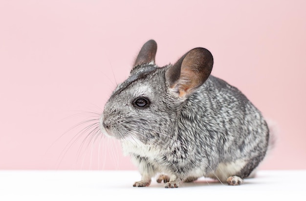 Süße junge graue Chinchilla von der Seite auf rosa Hintergrund gesehen