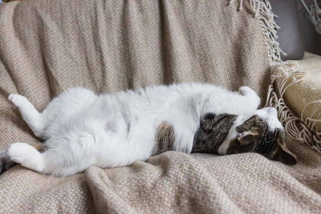 Süße junge Hauskatze, die im Herbst oder Winter in einem gemütlichen Bett schläft