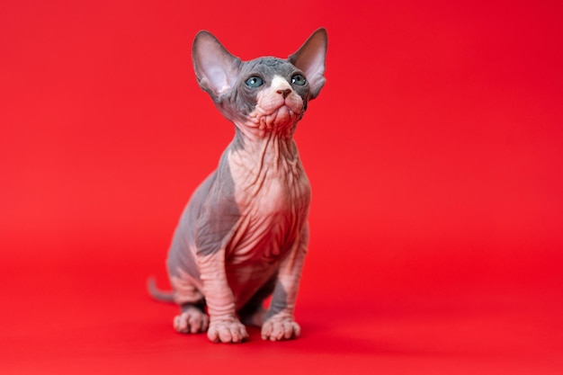 Süße junge kanadische Sphynx-Katze der Farbe Blau und Weiß sitzt auf rotem Hintergrund mit Frage in den Augen