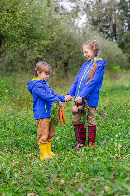 Süße Jungen und Mädchen, Bruder und Schwester, halten Karotten und Rüben, die im Garten ernten