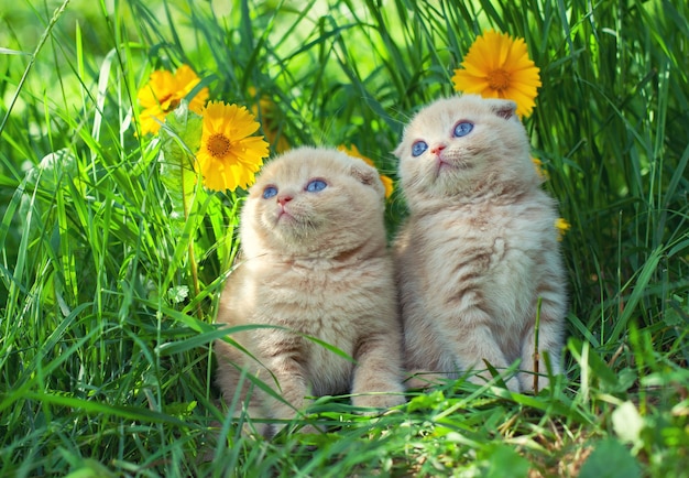 Süße Kätzchen auf dem Gras mit Blumen