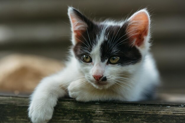 Süße Kätzchenkatze mit grünen Augen und pelzigem Fell