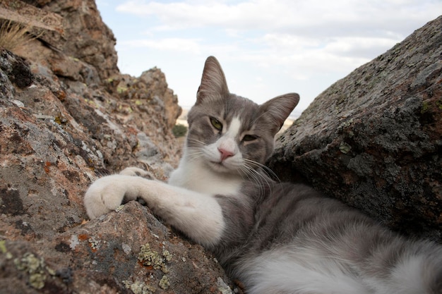 Süße Katze auf dem Felsen