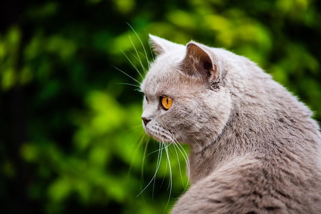 Süße Katze auf grünem Gras Britische Katze