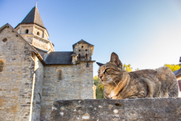 Süße Katze auf Steinmauer auf Kirchhof Pet-Konzept Haustier Religiöse Architektur