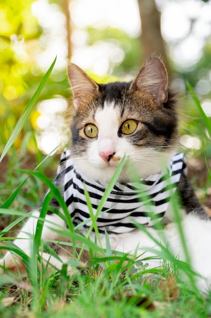 Süße Katze, die bei Sonnenuntergang auf dem Rasen spielt