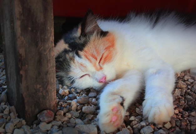 Süße Katze, die bequem auf dem Boden schläft