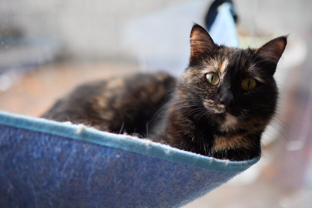 Süße Katze, die in einem an der Wand montierten Glasbett liegt