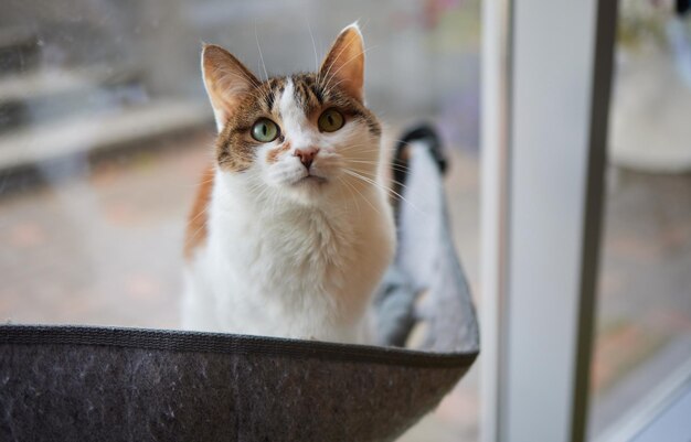 Süße Katze, die in einem an der Wand montierten Glasbett liegt