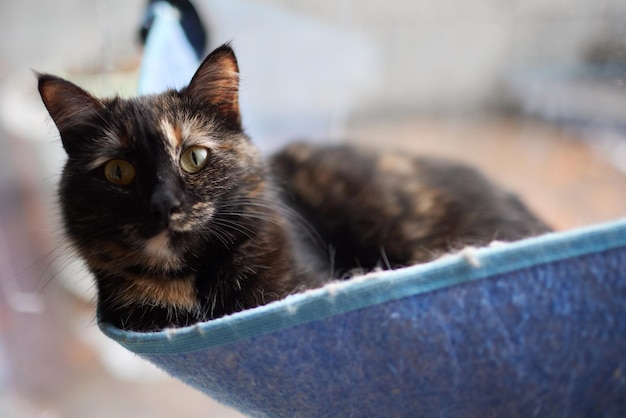 Süße Katze, die in einem an der Wand montierten Glasbett liegt