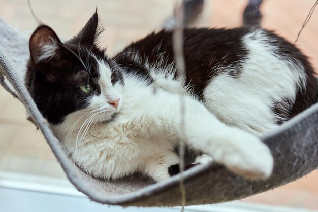 Süße Katze, die in einem an der Wand montierten Glasbett liegt