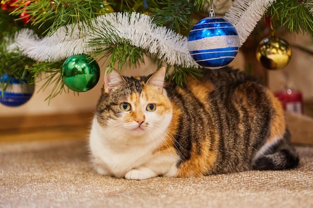 Süße Katze, die in einem Baum in der Nähe der Weihnachtsdekoration sitzt und die Girlande betrachtet