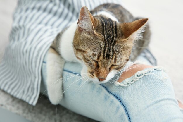 Süße Katze, die sich auf weiblichen Beinen entspannt