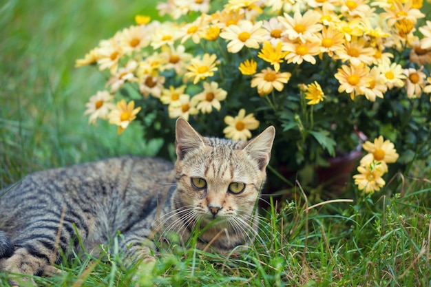 Süße Katze, die sich im Freien auf Blumenrasen entspannt
