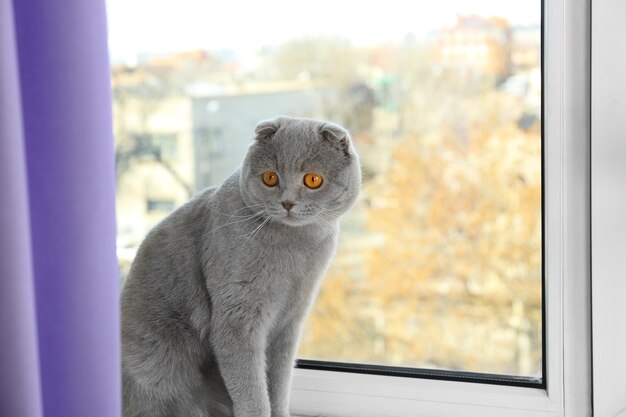 Süße Katze, die zu Hause am Fenster sitzt