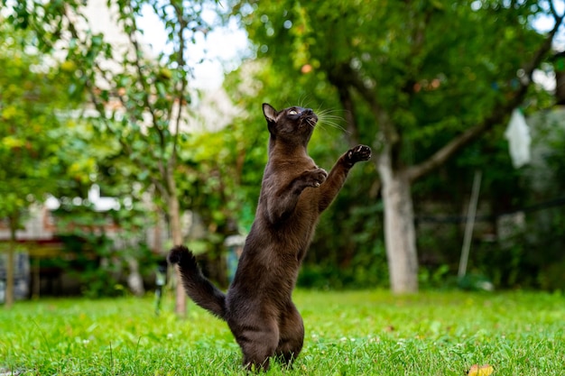Süße Katze draußen Porträt einer braunen Katze, die auf dem grünen Gras jagt Katze springt an Sommertagen schnell auf jemanden