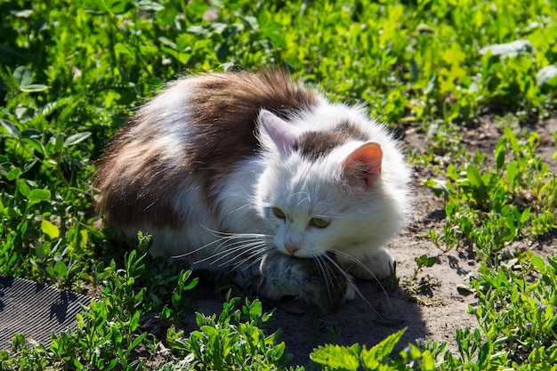 Süße Katze fing eine Maus und hält die Zähne im Freien