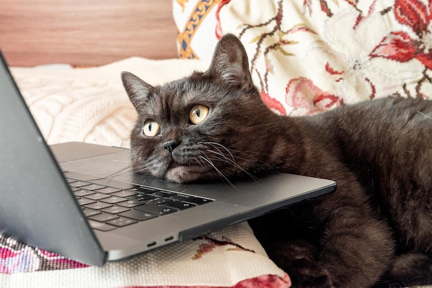 Süße Katze gibt vor, am Laptop zu arbeiten